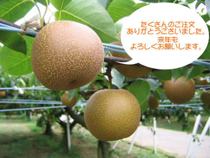 加賀梨豊水完売です